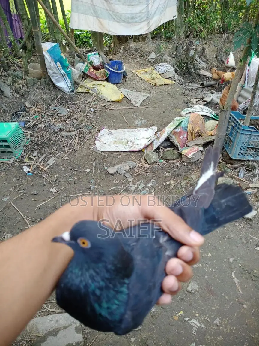 নর কবুতর