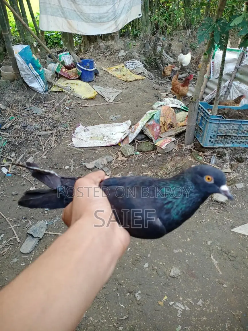 নর কবুতর