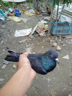নর কবুতর