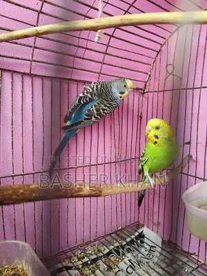 Adult Female Budgerigar Bird For Sale