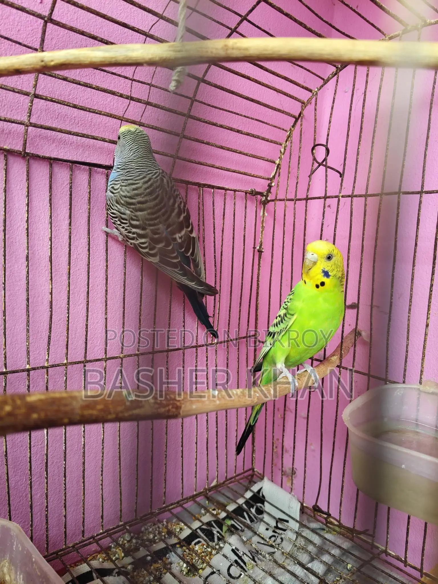 Adult Female Budgerigar Bird For Sale