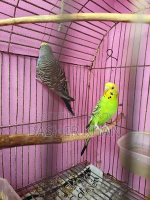 Adult Female Budgerigar Bird For Sale