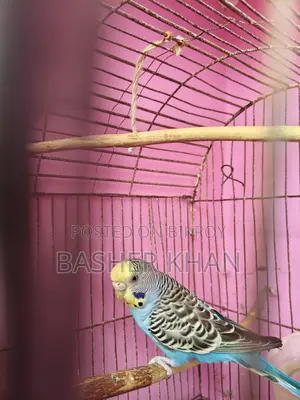 Adult Female Budgerigar Bird For Sale