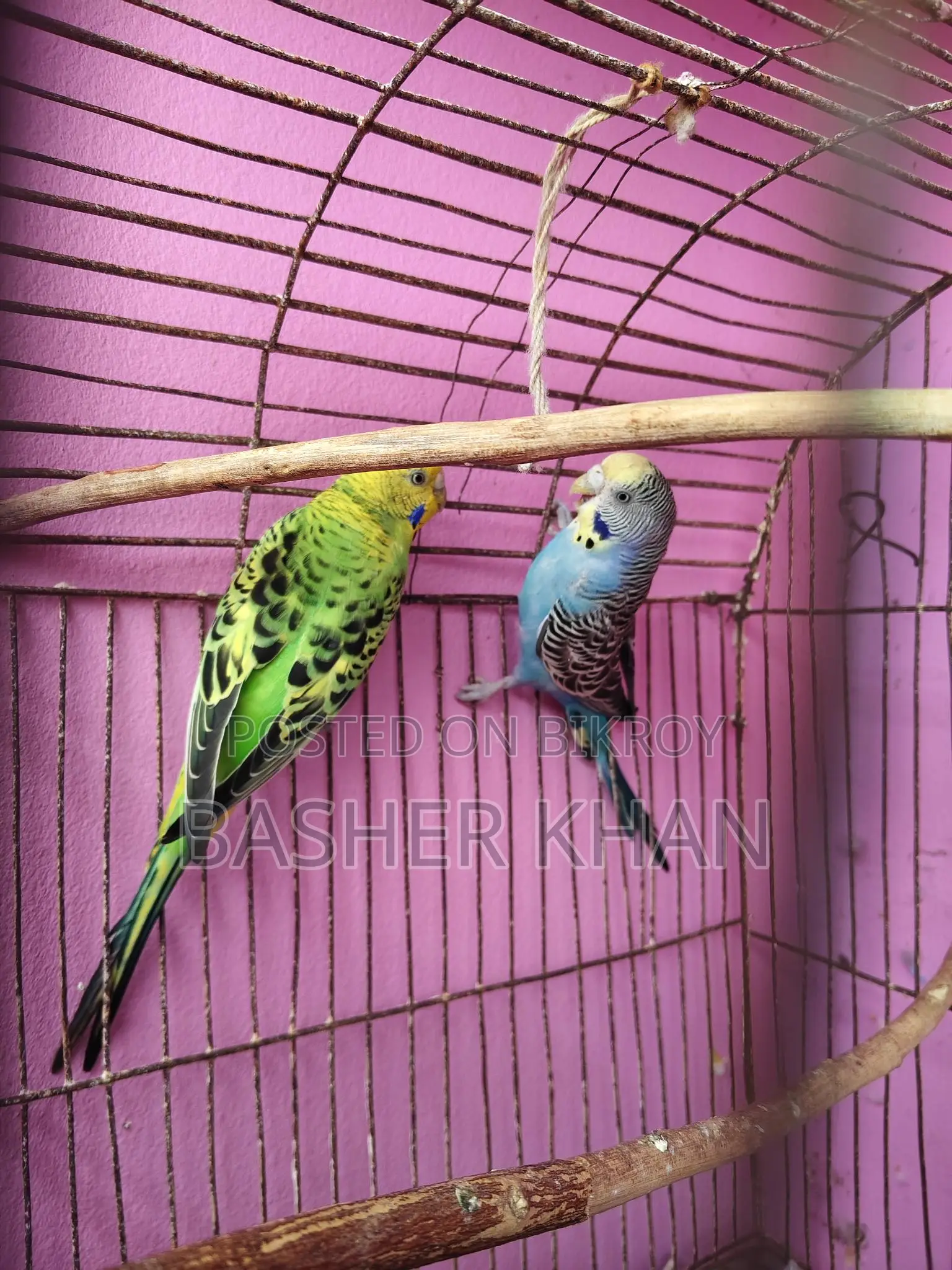 Adult Female Budgerigar Bird For Sale