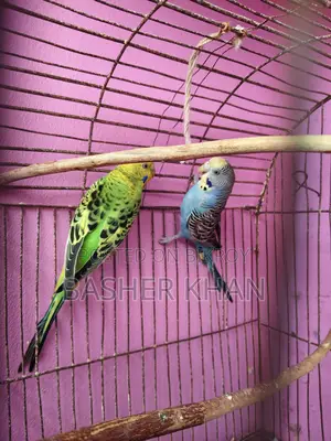 Adult Female Budgerigar Bird For Sale