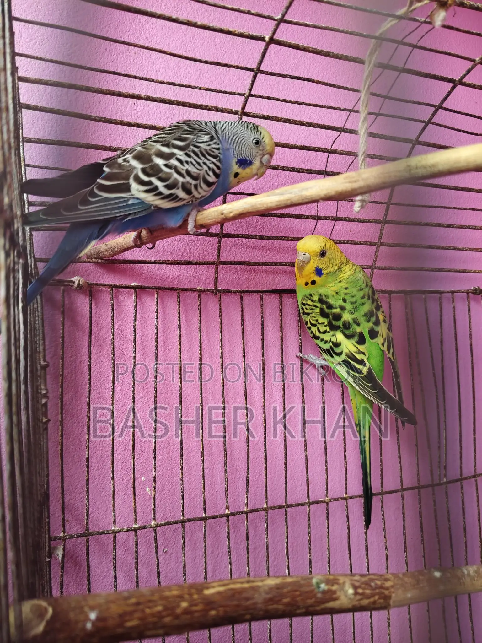 Adult Female Budgerigar Bird For Sale