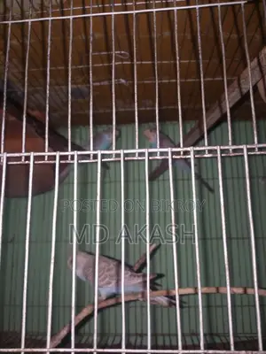 Female 2 Ps Sell Hobe