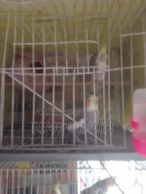 কোকাটেন সেল হবে