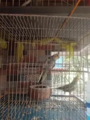 কোকাটেন সেল হবে