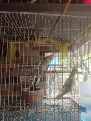 কোকাটেন সেল হবে