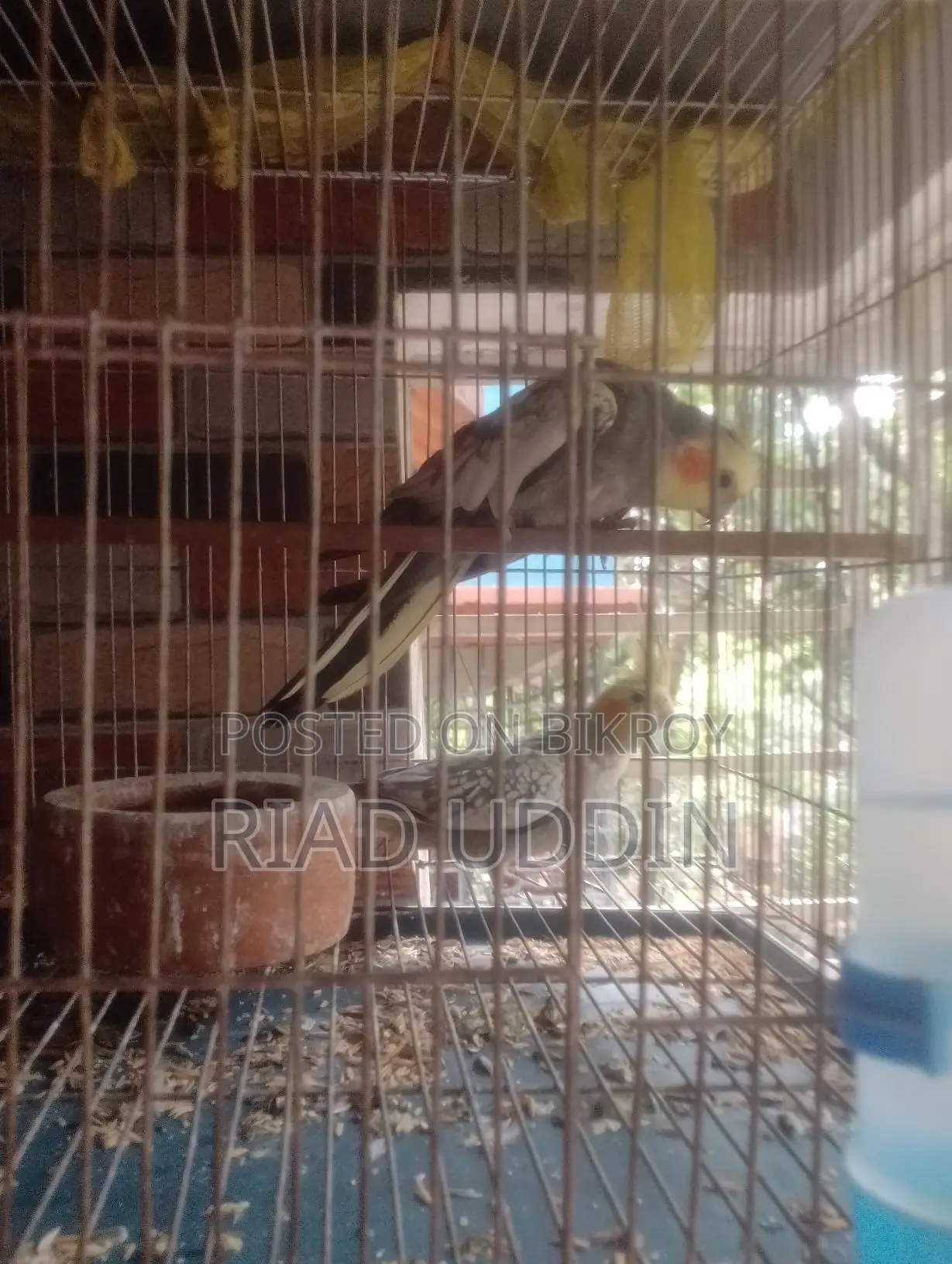 কোকাটেন সেল হবে
