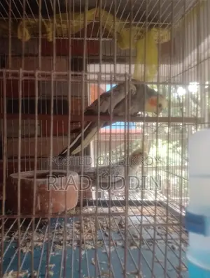 কোকাটেন সেল হবে