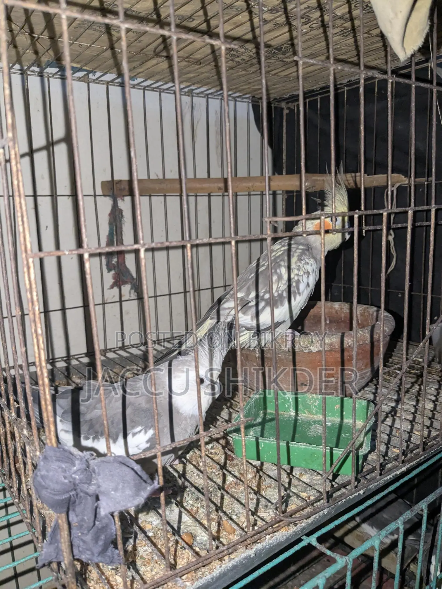 Cockatiel Bird Pair