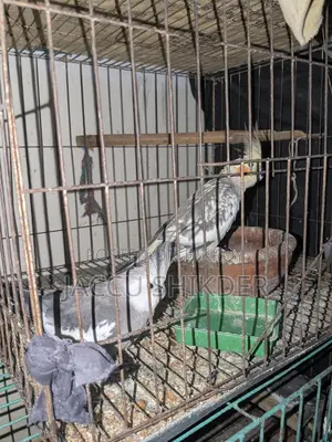 কোকাটেল পাখির জোড়া