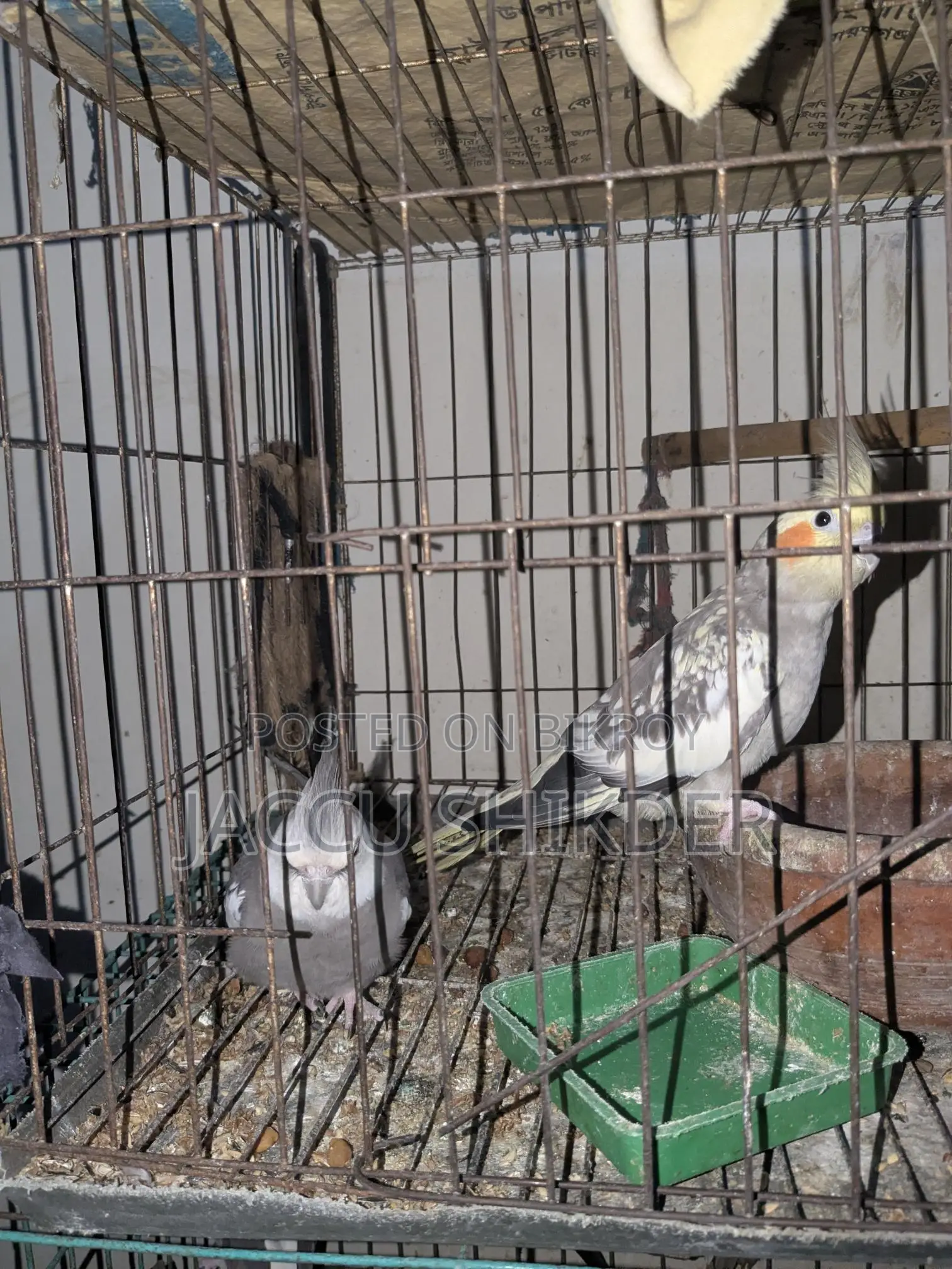 Cockatiel Bird Pair