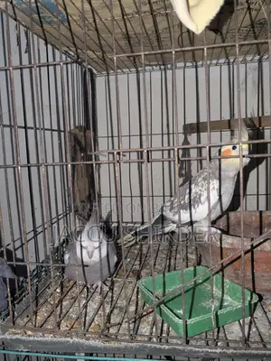 Cockatiel Bird Pair
