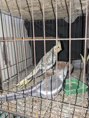 Cockatiel Bird Pair