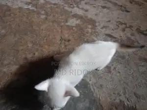 বিড়াল Adoption দিতে চাই
