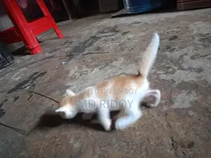 বিড়াল Adoption দিতে চাই