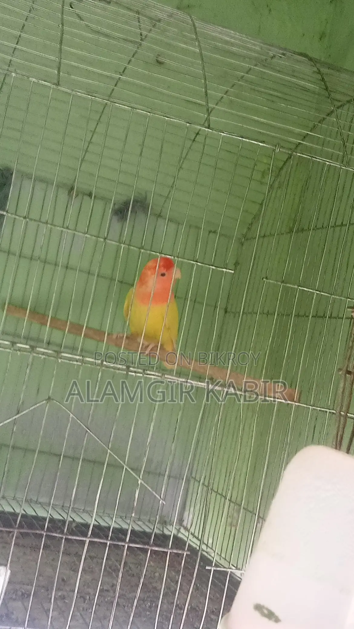 Love Bird