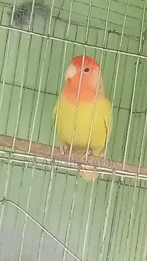 Love Bird