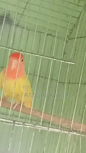 Love Bird