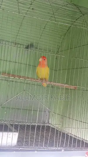 Love Bird