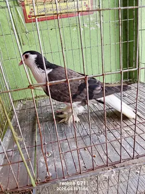 লাহোর সিরাজী