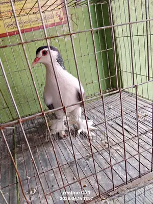 লাহোর সিরাজী