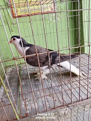 লাহোর সিরাজী