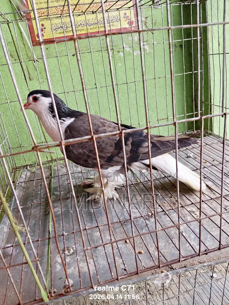 লাহোর সিরাজী