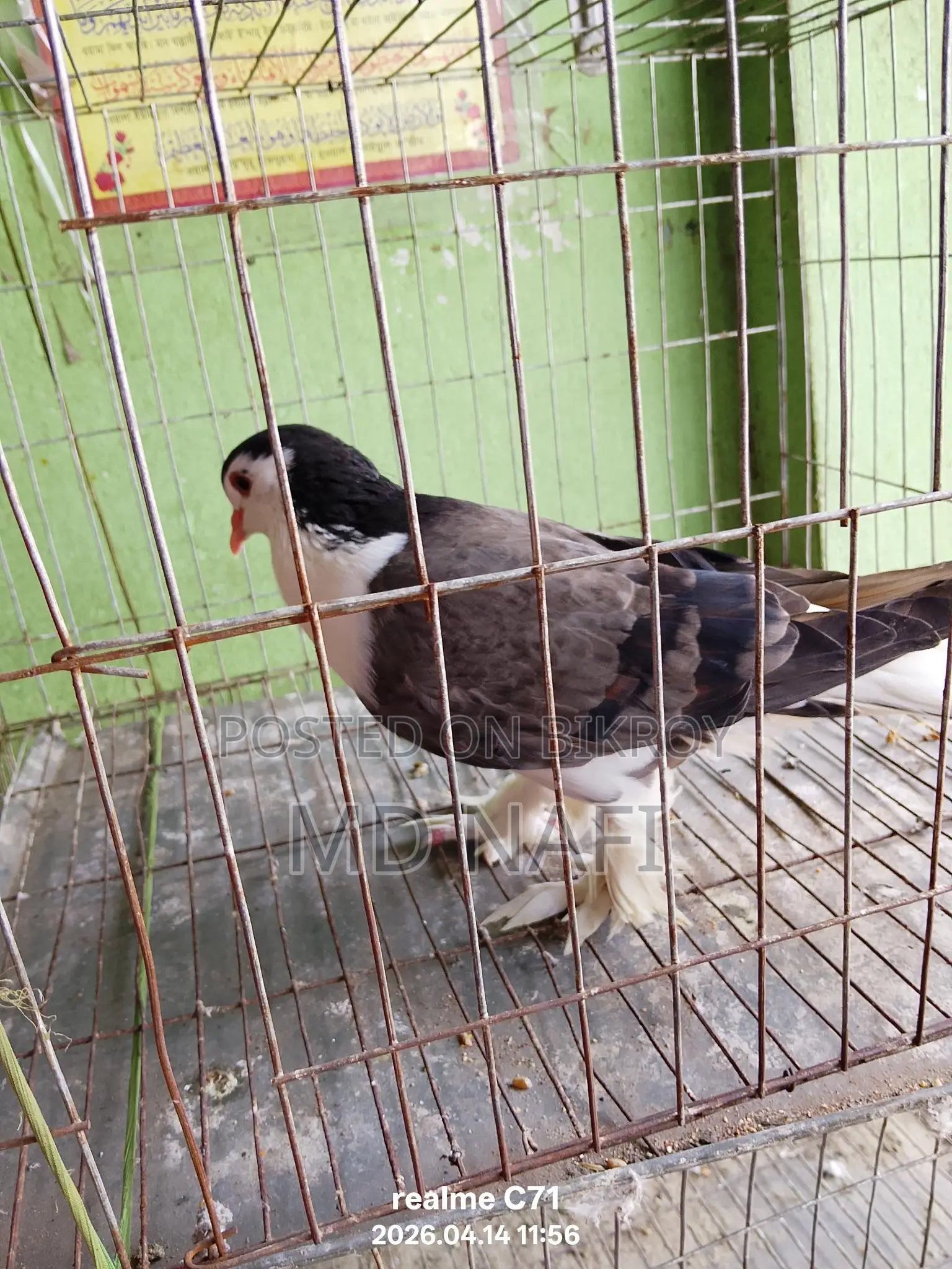 লাহোর সিরাজী