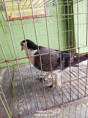 লাহোর সিরাজী