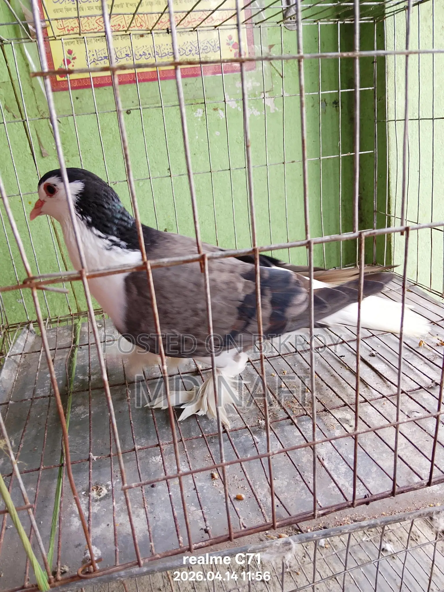 লাহোর সিরাজী