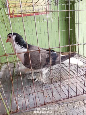 লাহোর সিরাজী