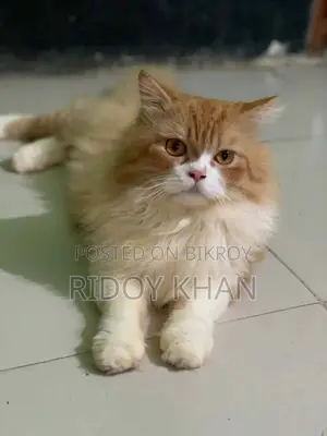 Cat for sale