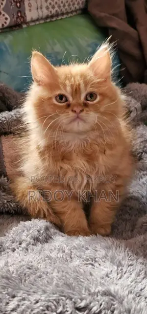 Cat for sale