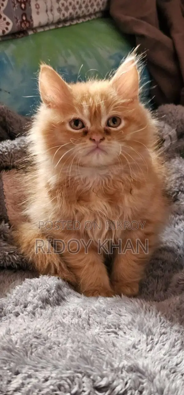 Cat for sale