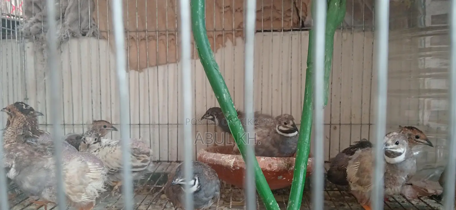 5 Pairs of Running King Quails