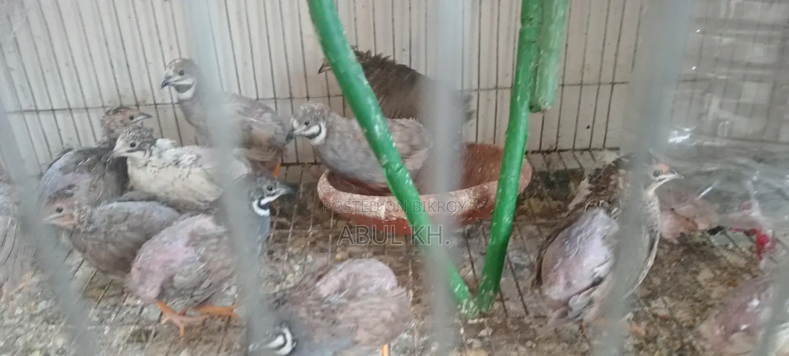 5 Pairs of Running King Quails