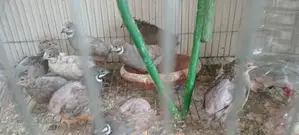 5 Pairs of Running King Quails
