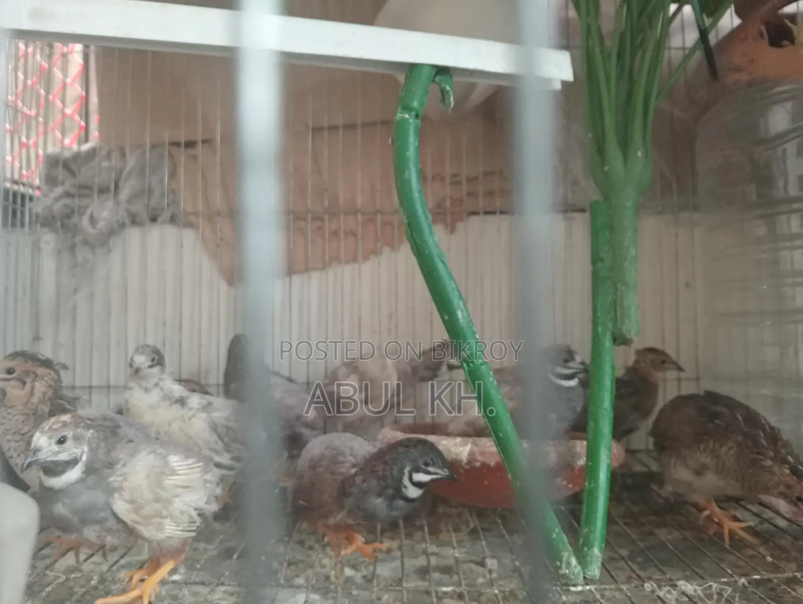 5 Pairs of Running King Quails