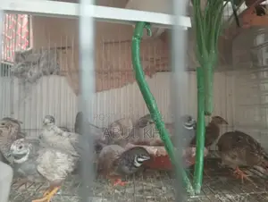 5 Pairs of Running King Quails