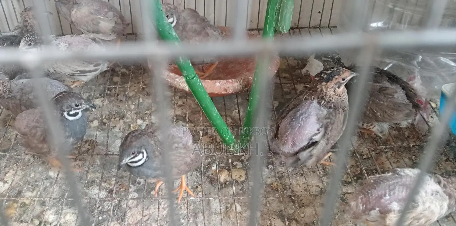 5 Pairs of Running King Quails