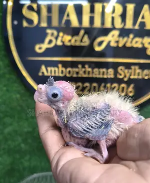 Cockatiel Tame Size Baby