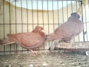 কবুতর রানিং