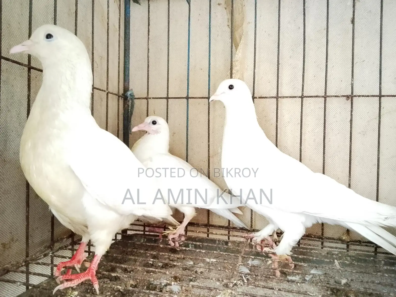 কবুতর রানিং