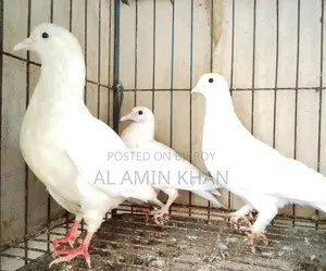 কবুতর রানিং