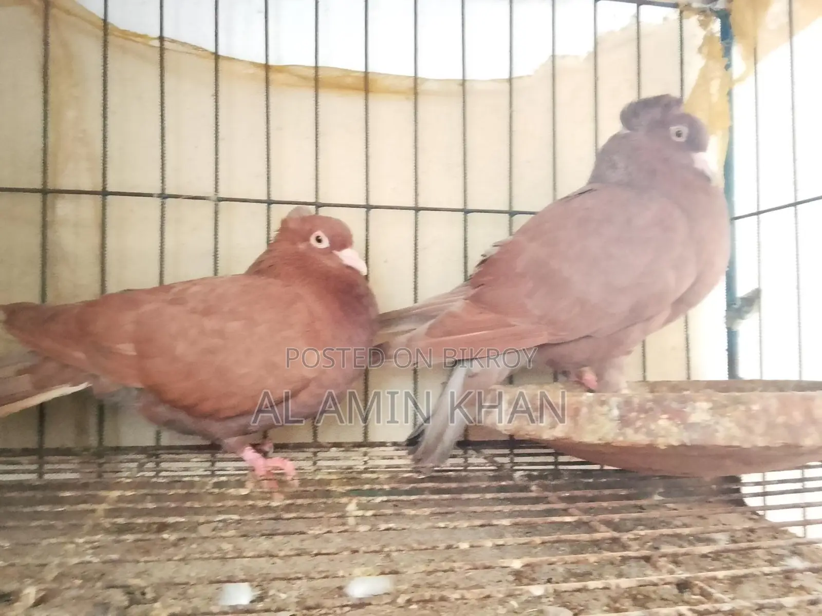 কবুতর রানিং