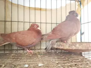 কবুতর রানিং